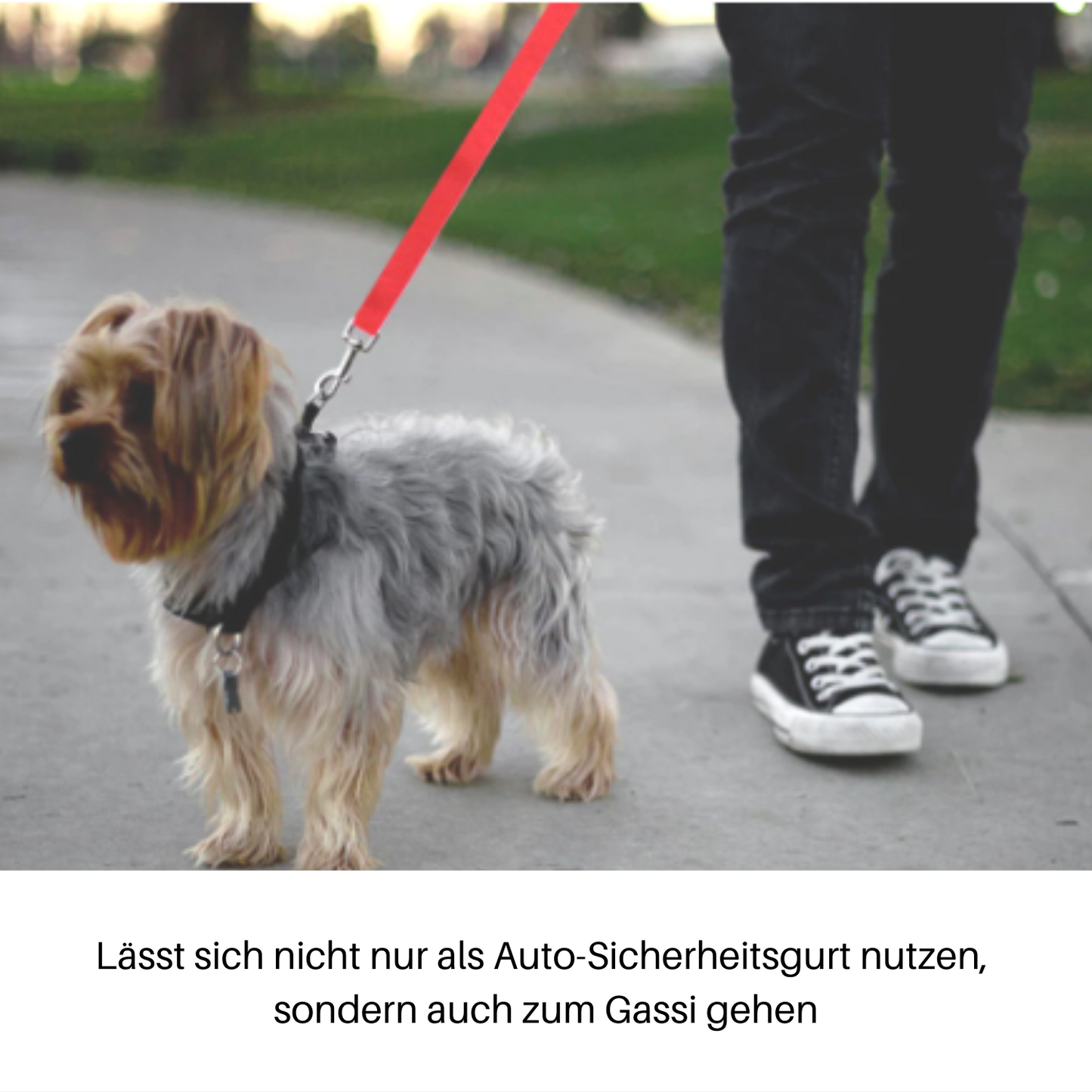 Leashy - Maximale Sicherheit im Auto für Deinen Liebling